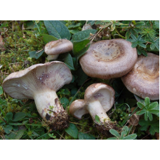 Мицелий Млечника лиловеющего (Lactаrius violаscens)